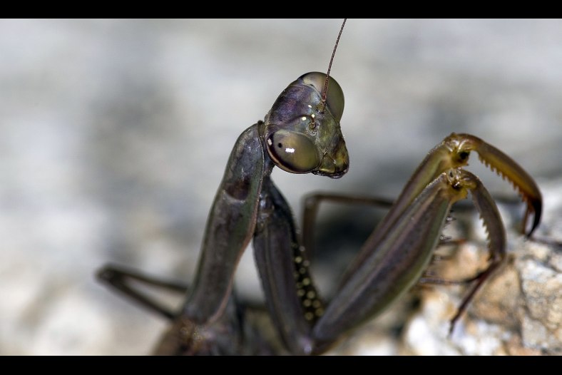 Mantis 2